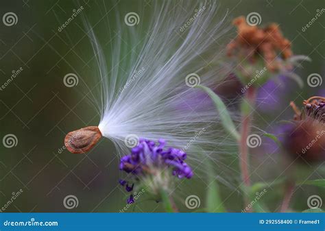 Seed Pod Caught On Flower Stock Photo Image Of Outdoor