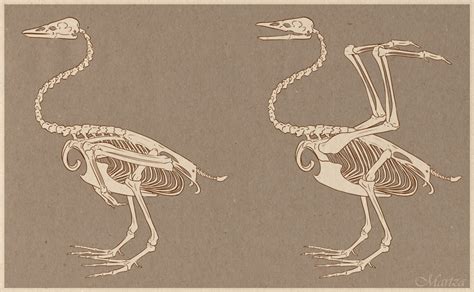 Clan of Black Swans: Anatomy and swan study