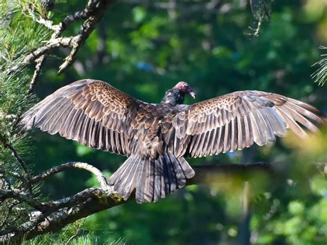 Turkey Vulture Migration: A Complete Guide | Birdfact