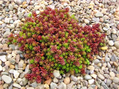 Sedum C Carpet Carpet Vidalondon