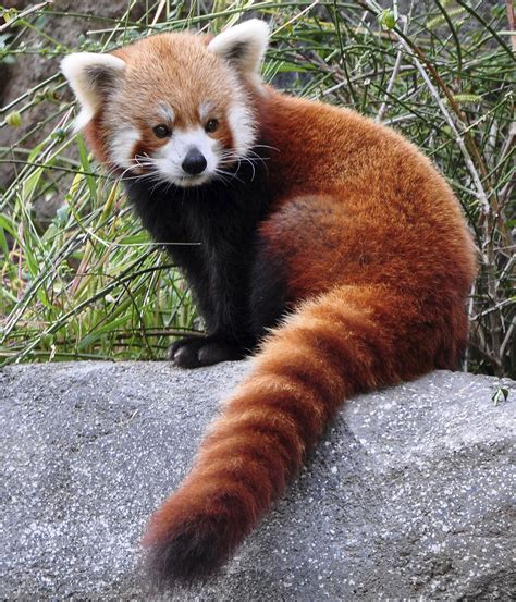 Sint Tico Imagen De Fondo Fotos De Un Panda Rojo Alta Definici N