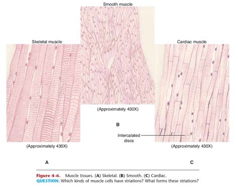 Muscle Tissue