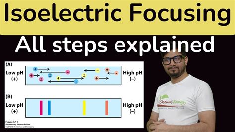 Isoelectric Focusing In Hindi Isoelectric Focusing For Proteins Ief