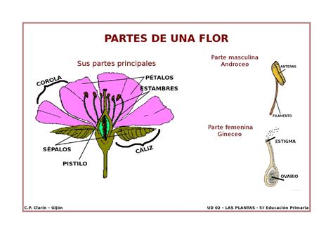 Partes De Una Flor Dibujo