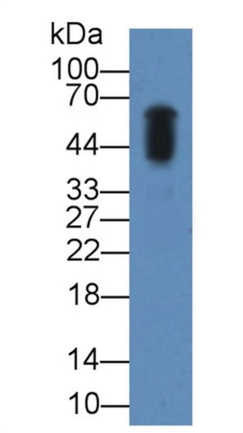 Amylase Alpha Polyclonal Antibody Invitrogen™ 100 μl Unconjugated