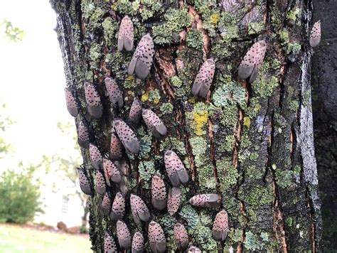 Preparing for the Invasive Spotted Lanternfly Threat | Progressive Crop ...