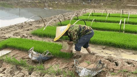 【春耕备耕】古田平湖：抢抓农时促丰收，农机高效插秧忙溪州村早稻任务