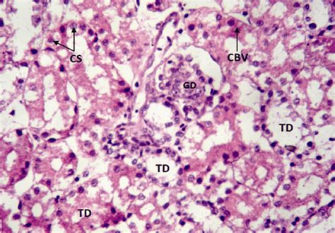 Renal Cortex Histology