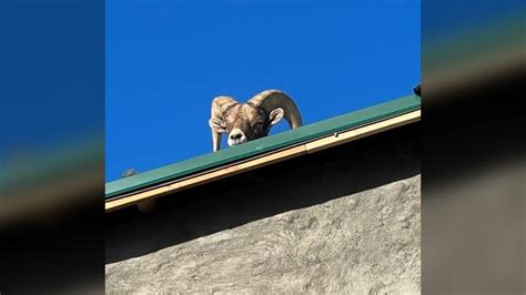 Photos Bighorn Sheep Stuck On Roof In Boulder Colorado Fox31 Denver