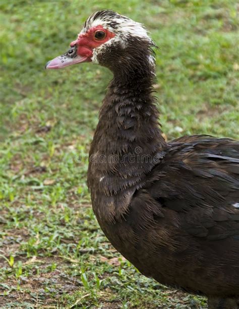 A Muscovy duck female stock image. Image of animal, wildfowl - 5784807