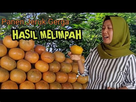 Panen Jeruk Girga Kerinci Dan Cara Kupas YouTube