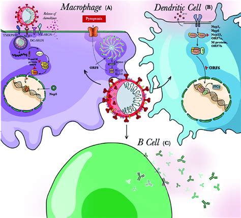 Antigen Presenting Cells Animation