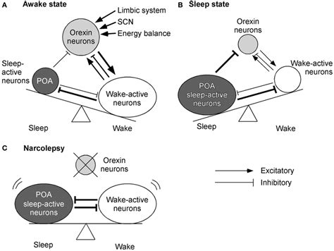 Mechanisms By Which Orexin System Maintains Consolidated Sleep And