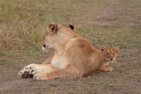 Cache Cache Une Lionne Et Son Petit Masai Mara Kenya Pou Flickr