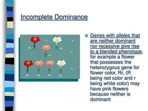 Ppt Independent Assortment Incomplete Dominance Co Dominance Multiple Alleles And