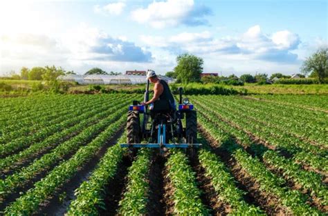 Profitable Potato Farming: Essential Tips and Strategies for Success