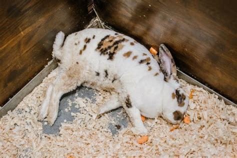 Enfermedades Comunes De Las Orejas De Conejo S Ntomas Causas Y