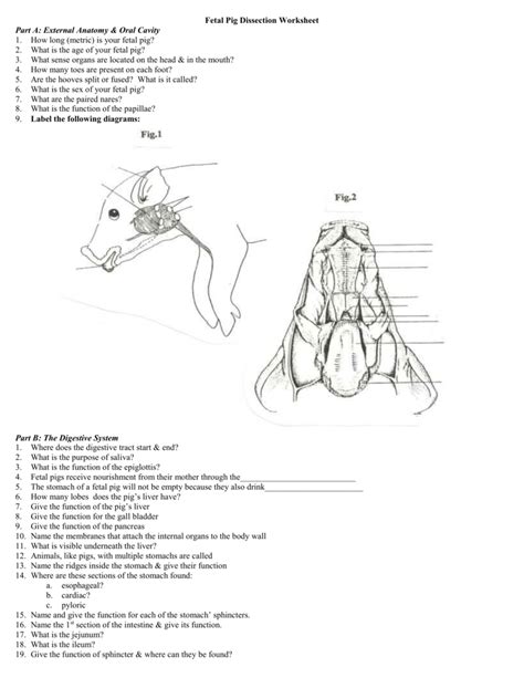 Fetal Pig Dissection Worksheet Answers — db-excel.com