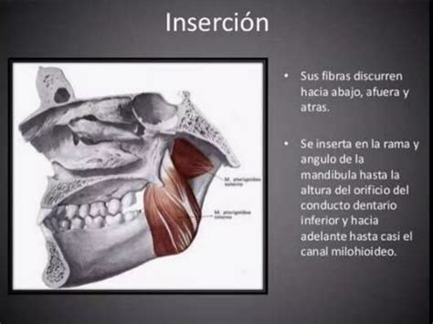 Musculos De La Masticacion Ppt