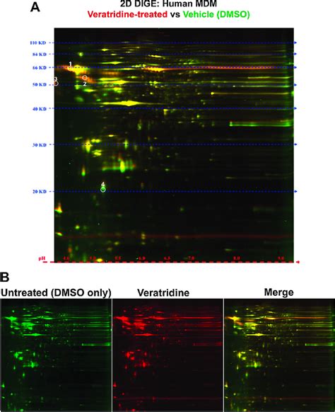 Proteomic Analysis Of Differentially Expressed Proteins In Human Download Scientific Diagram