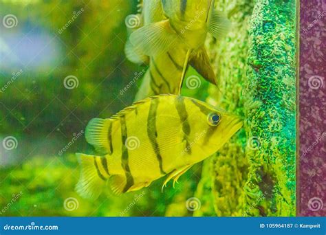 Cute Northeastern Siamese Tigerfish In Aquarium The Siamese Tigerfish