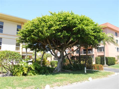 ficus tree – Indoor plants, Sales, Rental, Delivery, Maintenance