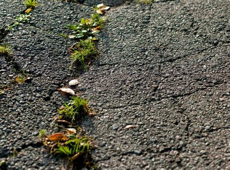 How To Remove Moss From Tarmac Checkatrade