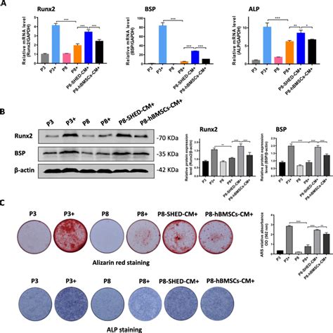 Hbmscs Cultured In Shed Cm Had Enhanced Osteogenic Differentiation