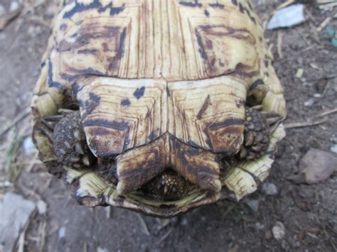 Full Grown Leopard Tortoise