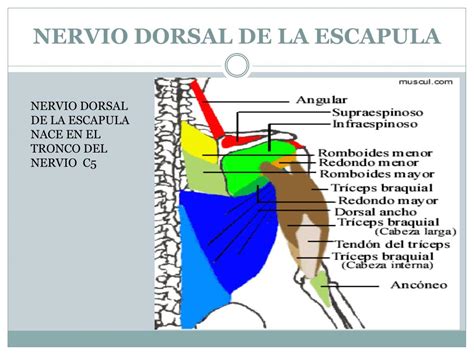 Nervo Dorsal Da Esc Pula Braincp