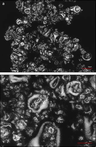 Full Article Preservation Of Kocuria Rhizophila DSM 348 By Spray