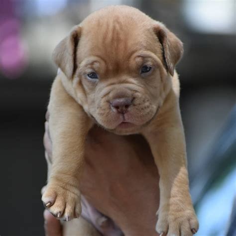 French Mastiff Puppies For Sale In India With Kci Papers Breeders For Mastiffs For More Than A