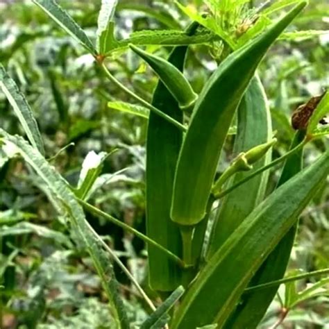 Bhendi Hybrid Garden Hunt