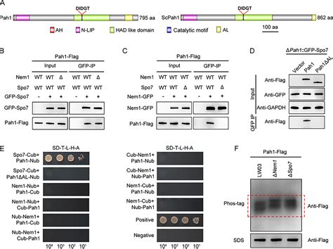 The Phosphatase Cascade Nem1spo7 Pah1 Regulates Fungal Development