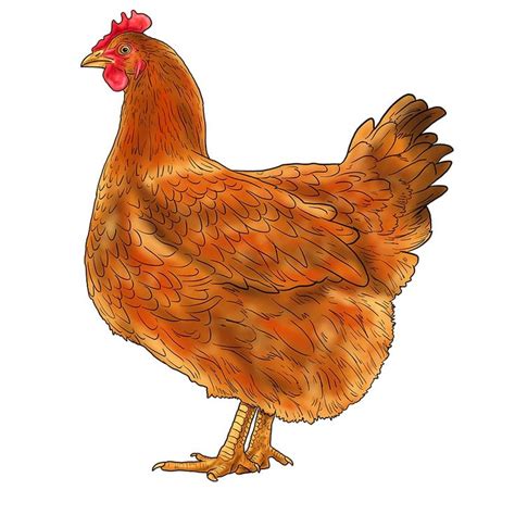 How To Draw A Chicken Our Fun And Easy Hen Drawing Tutorial Chicken