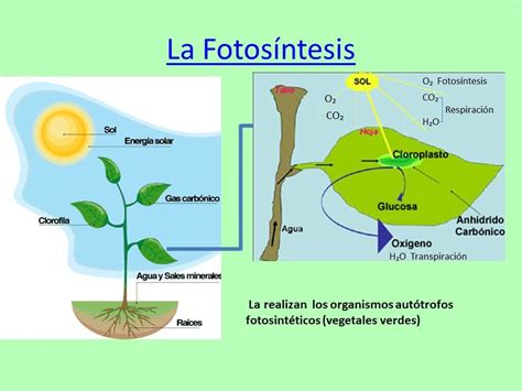 Biomoleculas Fotosintesis Images And Photos Finder