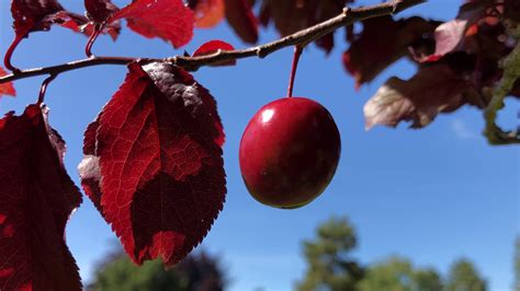 Purple Leaf Plum Twig Leaves And Fruit May 2020 Youtube