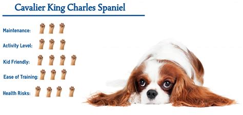 cavalier king charles spaniel        glance