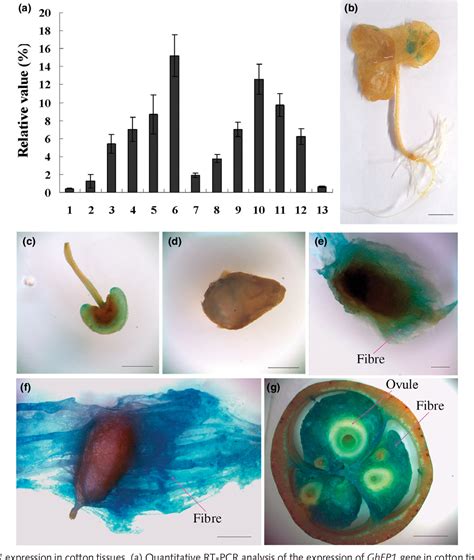 Figure From A Basic Helix Loop Helix Bhlh Protein Ghfp Promotes