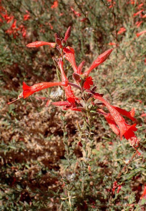 Zauschneria