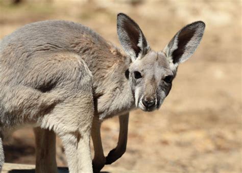 Red Kangaroo Baby stock image. Image of legs, rufus, head - 38428805