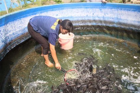 Rabu Berkah Dengan Panen Lele Sangkuriang