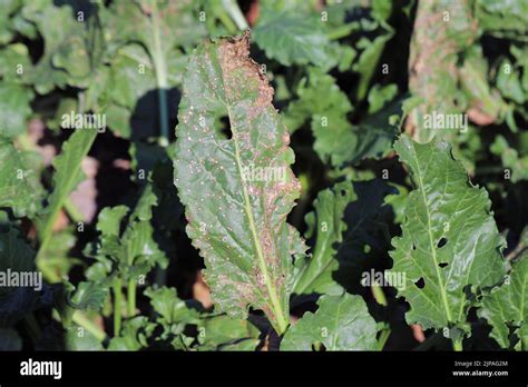 Cercospora Leaf Spot Cercospora Beticola Infection On A Sugar Beet