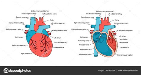 Anatomisch Korrektes Herz Mit Beschreibungen Anatomie Des Menschlichen