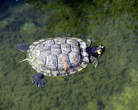 Yellow Bellied Slider Facts Diet Habitat And Pictures On Animaliabio