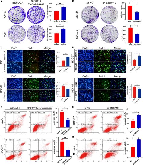 Frontiers S A Accelerates Aerobic Glycolysis And Malignant Growth