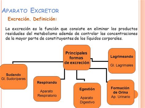 Definici N De Excreci N Qu Es Significado Y Concepto