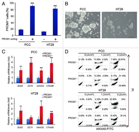 Prom1 Cd133 Cells Of Colorectal Cancer Exhibit The Characteristics Of