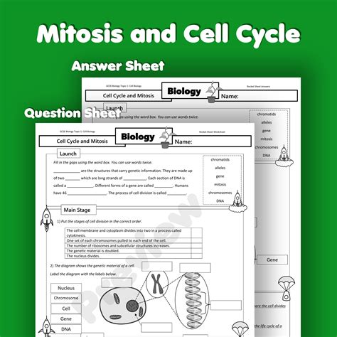 Cell Cycle Mitosis Worksheet