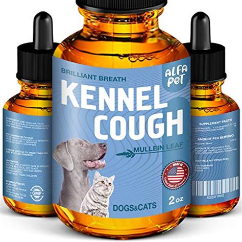 Buying The Best Cough Medicine For Dogs In 2022 – Cchit.org